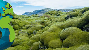 El musgo es mucho más vital para los ecosistemas de la Tierra de lo que se pensaba