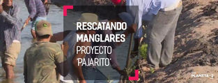 Proyecto 'Pajaritos': rescatando los manglares de Nayarit