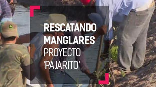 Proyecto 'Pajaritos': rescatando los manglares de Nayarit