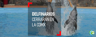 Se aprueba reforma para prohibir delfines en espectáculos públicos y privados