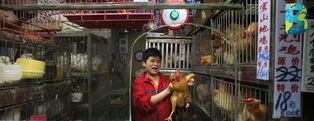 Igualdad Animal lanza campaña mundial para prohibir los mercados de animales vivos