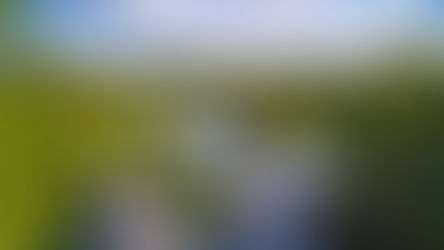 Noruega y su apuesta forestal multimillonaria: ¿salvación climática o déjà vu financiero?