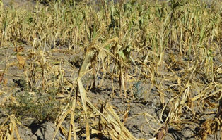 Sequía implacable: menos granos, más costos