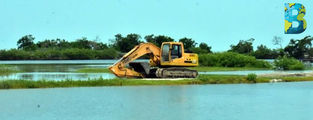 Campeche se está quedando sin manglares