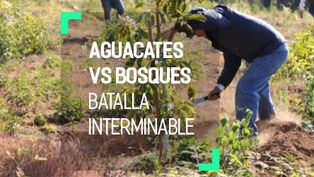 Aguacate, el manjar que destruye los bosques de Michoacán