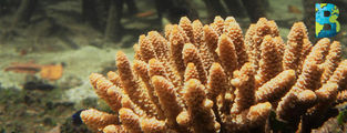 Científicos descubren corales que soportan aguas cálidas y podrían salvar la Gran Barrera de Coral