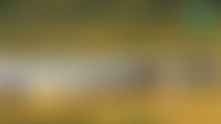 Prohíben operar a empresas mineras en el Parque Nacional Hwange de Zimbabue