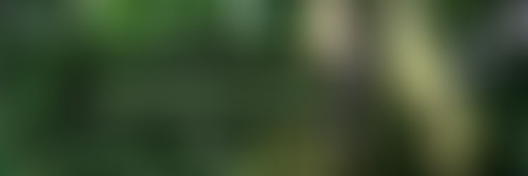 Uganda tiene la solución para frenar la deforestación