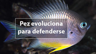 Pez evoluciona contra el CO2