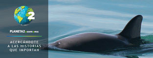 Si se extingue la vaquita marina, la clonaremos: Semarnat