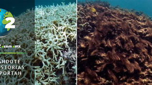 “Estamos hirviendo vivos los corales”: ONU Medio Ambiente