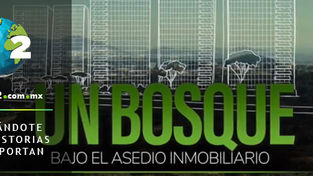 Juez del Estado de México suspende ecocidio de Bosque Diamante, otorgan amparo a MMCCI contra desarr