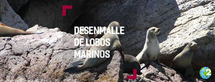 Apoya el desenmalle de Lobos Marinos
