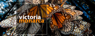 Se redujo un 40% la tala ilegal de la Reserva Monarca