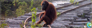 Borneo, la gran isla que perdió 100 mil orangutanes en menos de dos décadas
