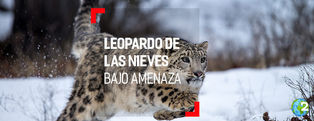 Leopardo de las Nieves: en espera de evitar la extinción
