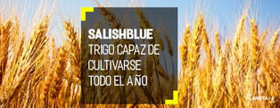 Trigo genéticamente modificado para poder cultivarse todo el año