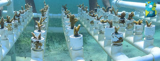 Quintana Roo inicia siembra masiva de coral para rescatar el Sistema Arrecifal Mesoamericano