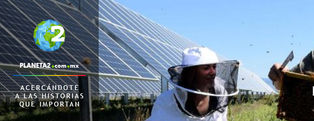 Miel y paneles solares: una combinación de energía limpia y colmenas de abejas