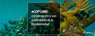 La COP13 impulsará la conservación y uso sustentable de la biodiversidad