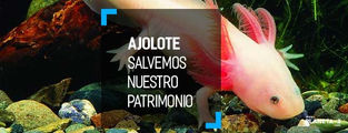 Ajolote en peligro crítico de extinción. Conservemos nuestro patrimonio
