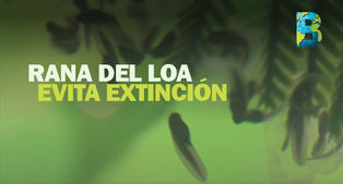 Ranas del Loa evitan extinción: Zoológico Nacional de Chile logra reproducir 200 ejemplares