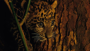 Los leopardos se están quedando sin territorio