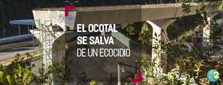 ‘El Ocotal’ se salva: modifican ruta de tren México-toluca para salvar 3 mil árboles