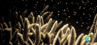 Gran Barrera de Coral recibe tratamiento de fertilidad