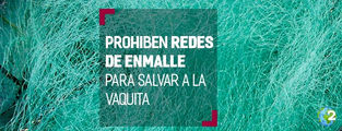 México prohibe redes de enmalle para proteger a la vaquita marina