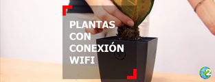 Plantas que te conectan y cargan tu teléfono
