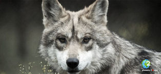 Trump pone en peligro a lobos grises mexicanos con su nuevo plan de recuperación