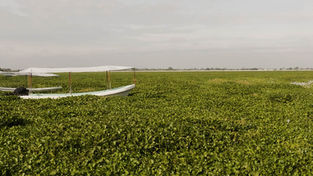 La Laguna de Zumpango: cuando el lirio acuático ahoga más que el agua y la voluntad humana