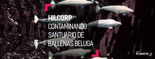 Derrame de petróleo afecta la población de 340 ballenas beluga