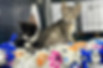 Newsletter3.jpeg