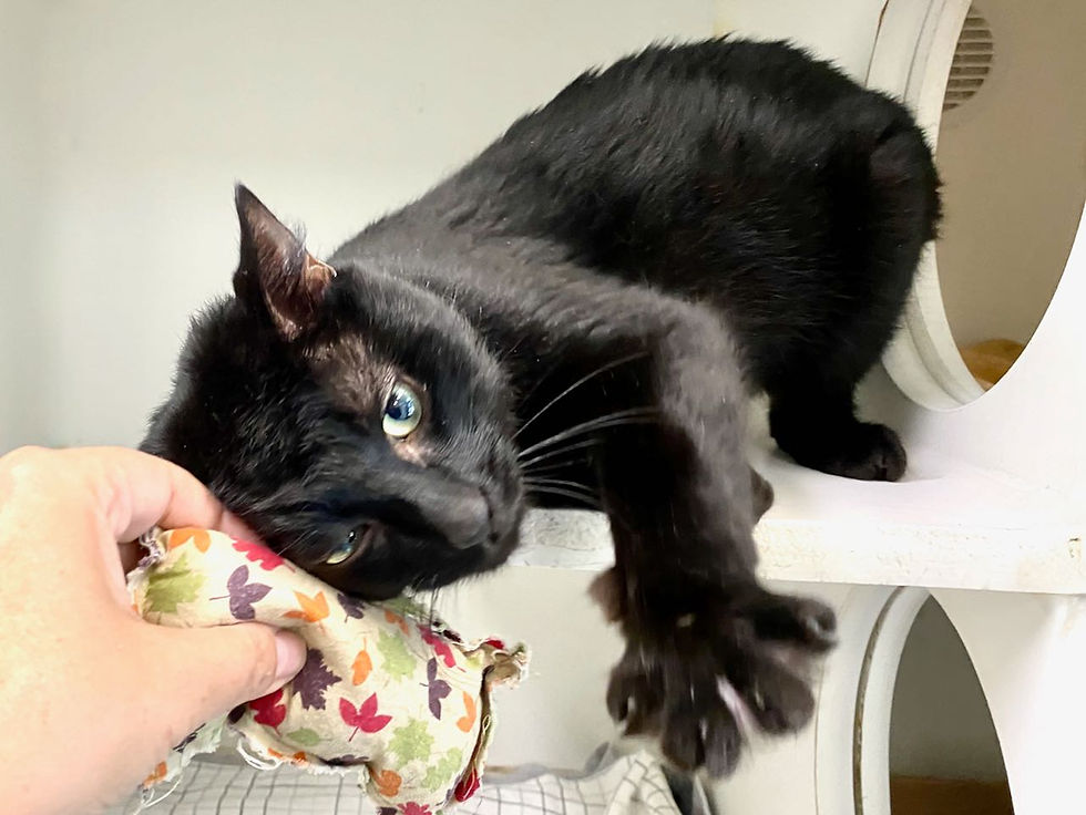 117134courageous2 copy.jpeg