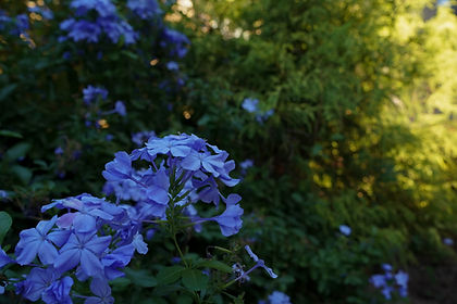 DSC00549.jpg