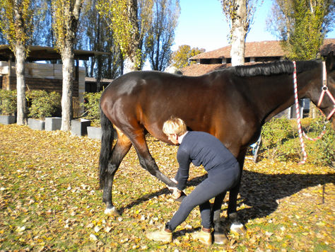 OSTEOPATIA E CRANIOSACRALE PER ANIMALI