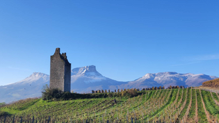 Exploring the Wines of Savoie: A Journey Through Alpine Varietals