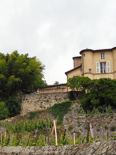 Château-Grillet: The Tiny Rhône Gem You Can Almost Never Taste