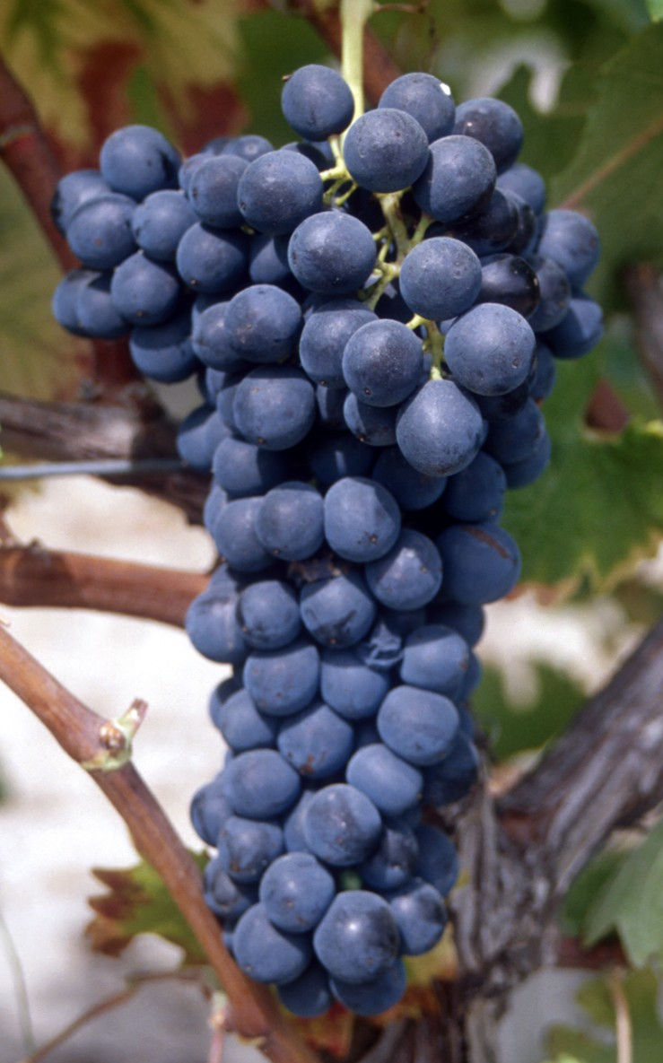 Syrah Grape