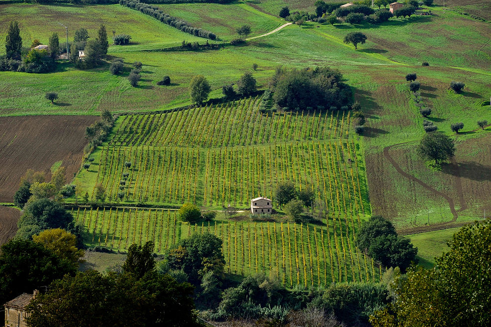 The birthplace of Il Priore: Poggio Cupro Vineyard, Marche
