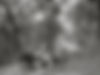 1896-09-16 Carting timber1931.jpg