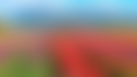 Los tulipanes florecen en Trevelin