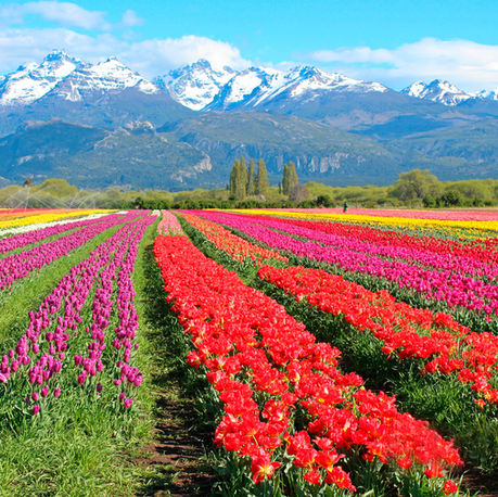 Los tulipanes florecen en Trevelin