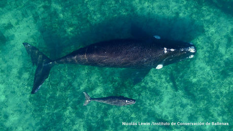 Las ballenas llegaron a las costas de Chubut