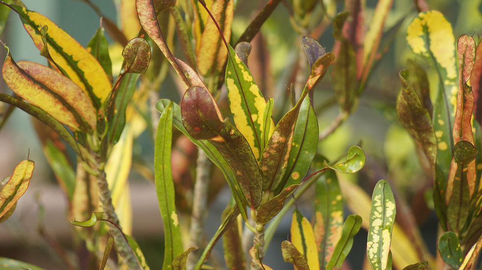 Croton