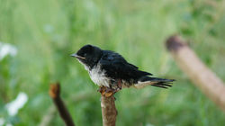 DSC00694.JPG
