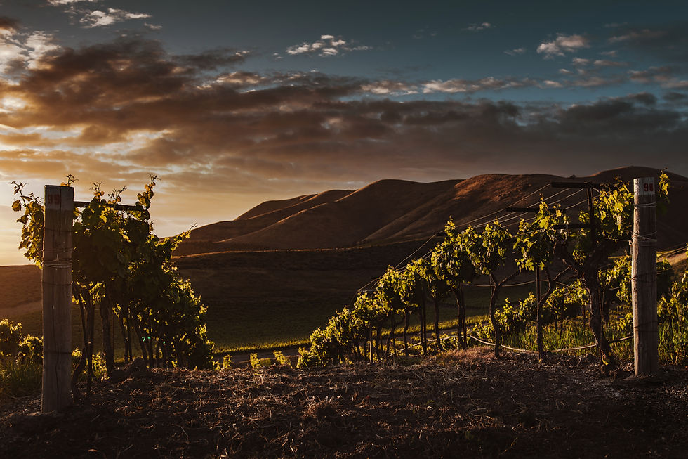 Small Cellars, Big Wines: Why the Algarve's Family-Owned Wineries Beat Any Big-Name Estate