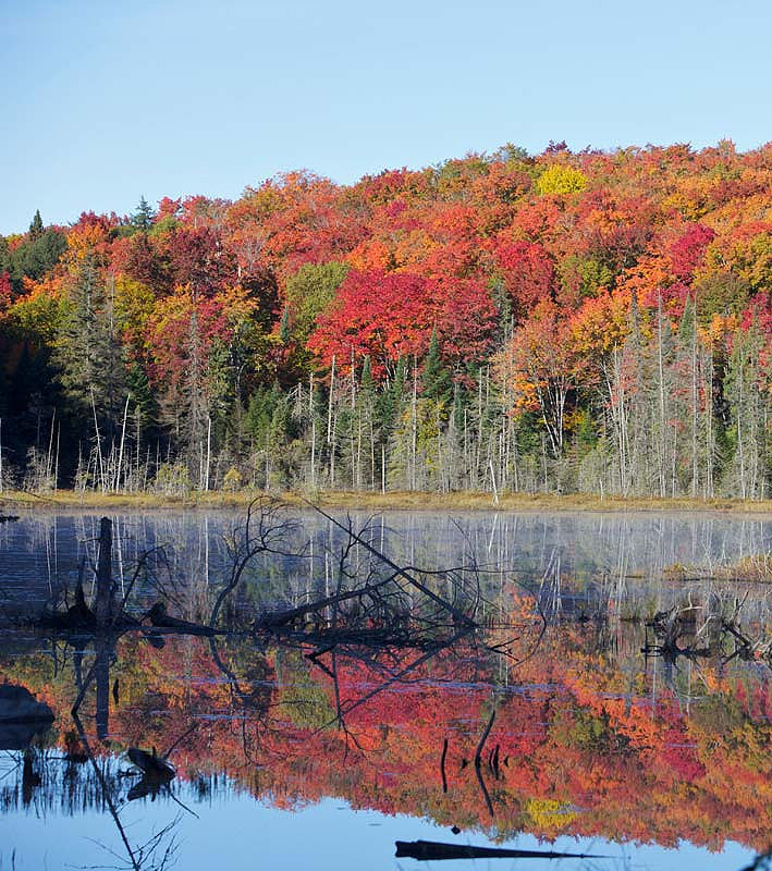 Algonquin Park, Ontario in fall - fall foliage